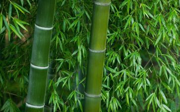 大班竹教案7篇